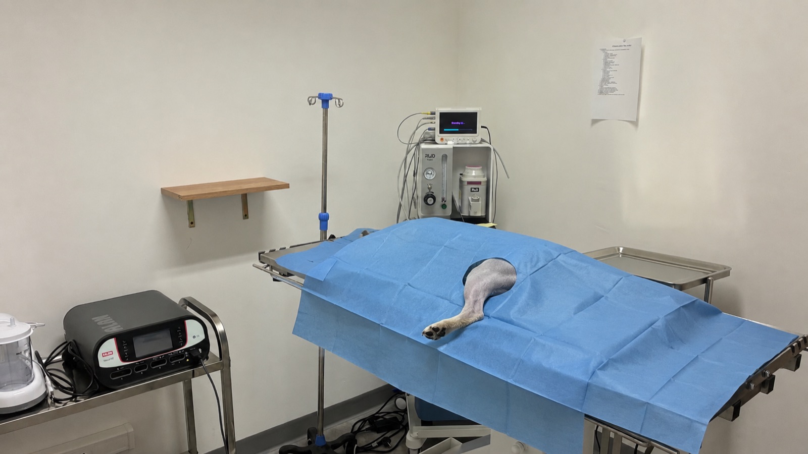 Surgical table with sterile drape and gas anaesthesia system at Colvet