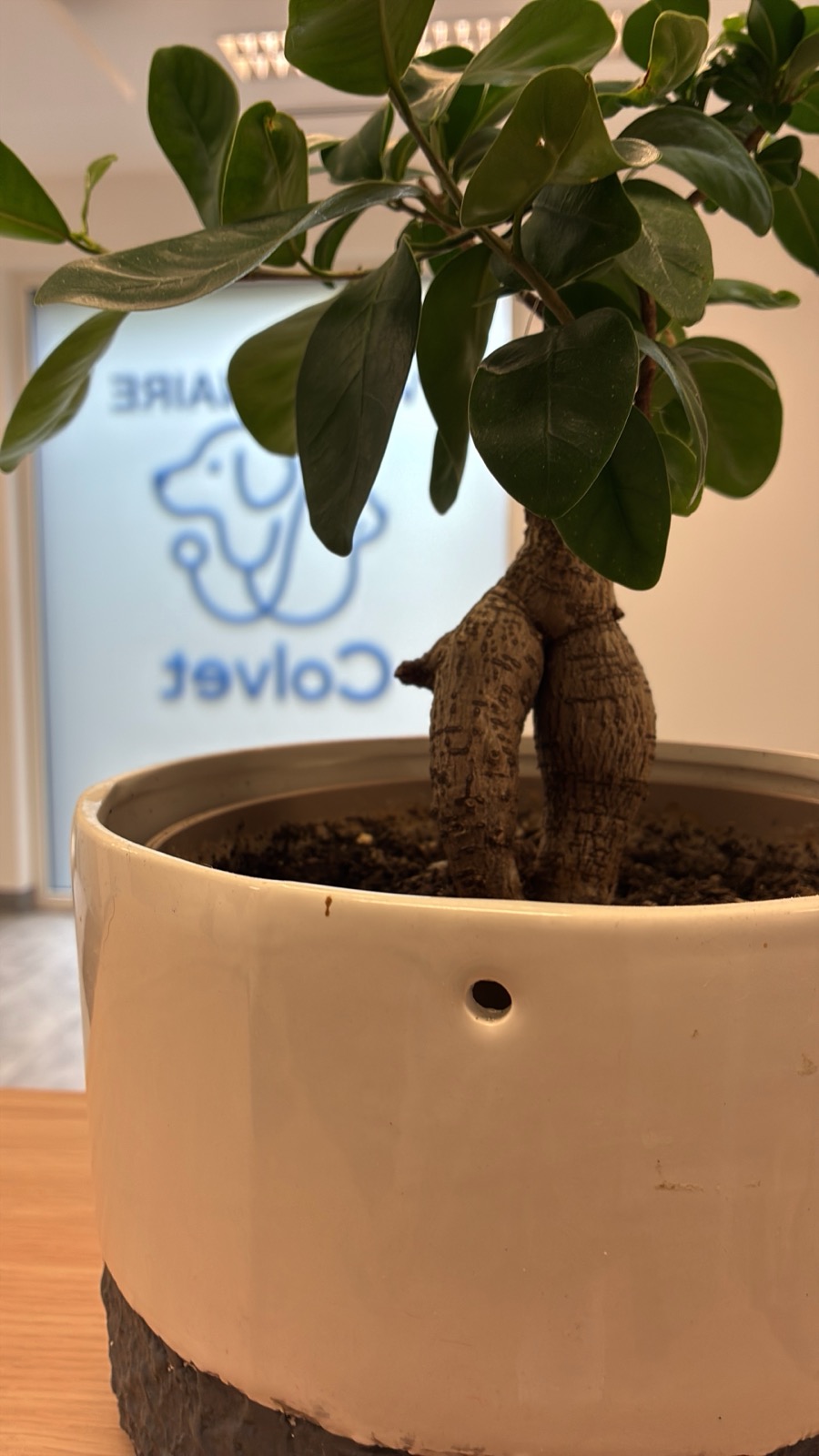 Reception of the Colvet veterinary practice