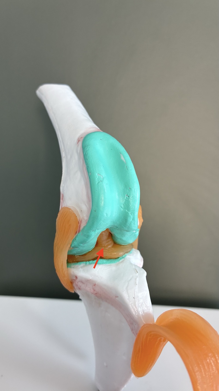 Anatomical model of a dog's knee with a red arrow pointing to the cranial cruciate ligament