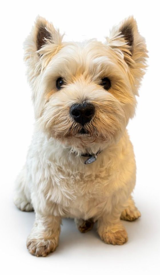 Chien Colvet