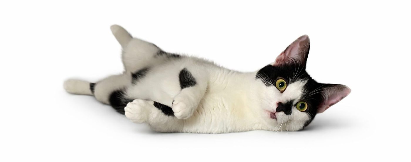 Chat Colvet