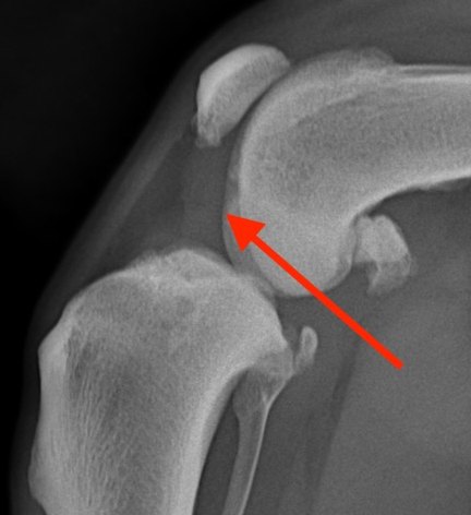 Side-view X-ray of a dog's knee: a red arrow shows the effusion blurring the fat pad behind the patellar ligament
