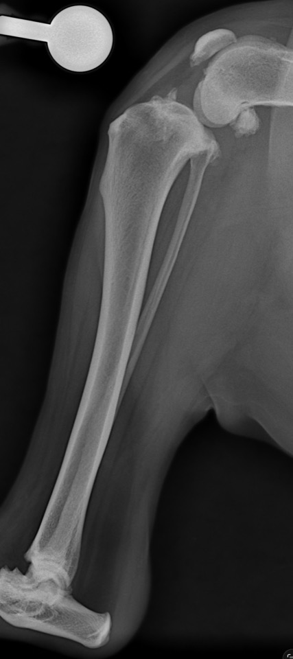 Lateral X-ray of the Golden Retriever's knee, showing signs consistent with a chronic cruciate ligament rupture