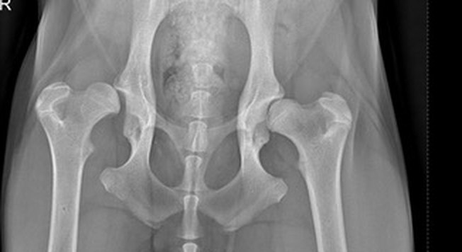 Close-up X-ray of both hips in a dog: femoral heads and acetabula