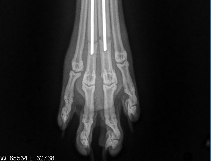 Radiographie de la patte après stabilisation par broches intramédullaires chez un chien