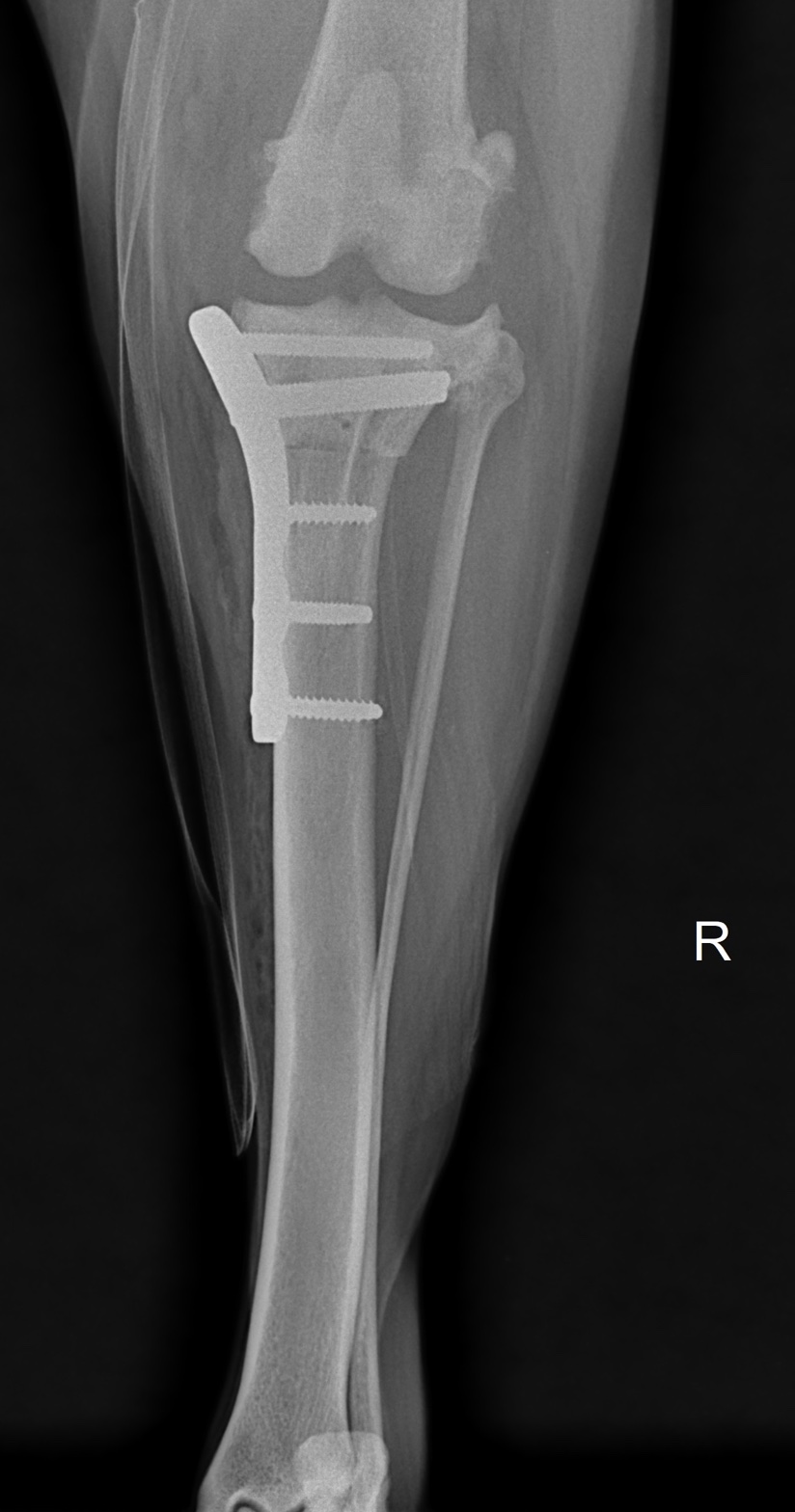 Vue rapprochée d'une radiographie de genou de chien après TPLO, montrant la plaque vissée sur le plateau tibial