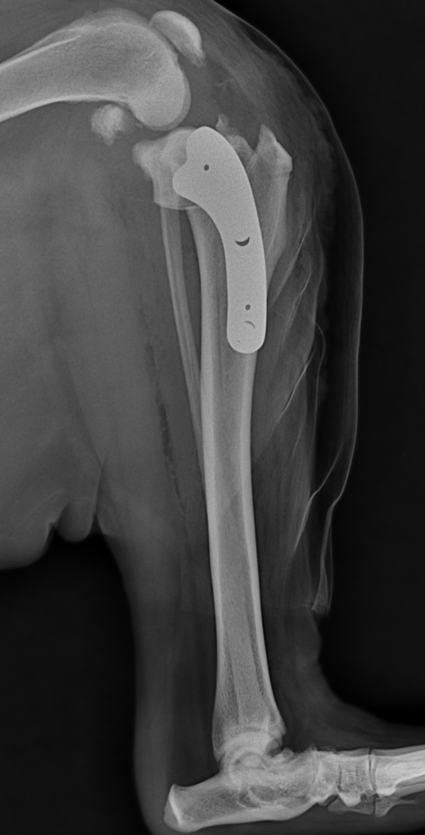 Radiographie de profil du membre postérieur d'un chien après TPLO, montrant la plaque et les vis sur le tibia