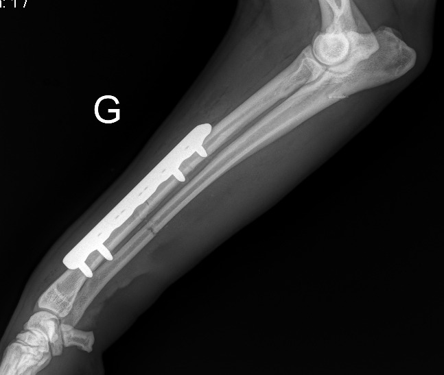 Radiographie de contrôle du radius et de l'ulna après ostéosynthèse par plaque vissée chez un chien
