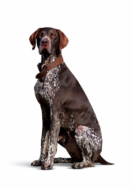 Chien Colvet